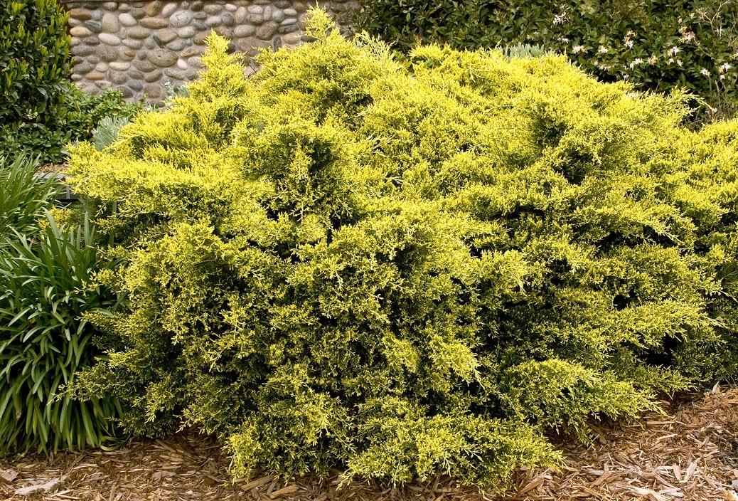 Juniperus Chinensis Sea Of Gold - View 2 from www redcrocus com
