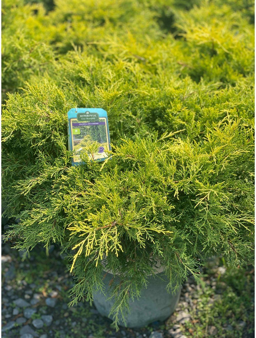 Juniperus Chinensis Sea Of Gold - View 3 from www redcrocus com