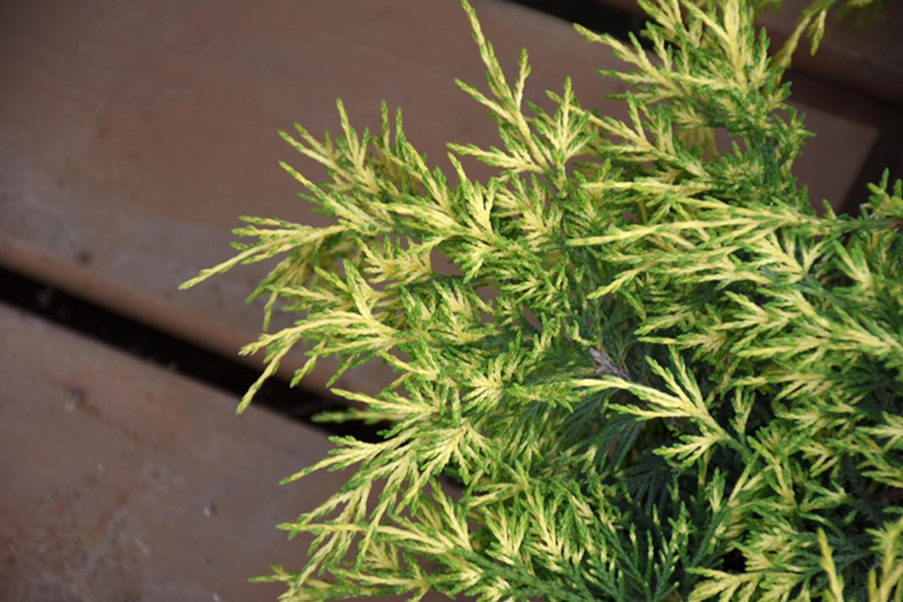 Juniperus Chinensis Sea Of Gold - View 4 from www redcrocus com