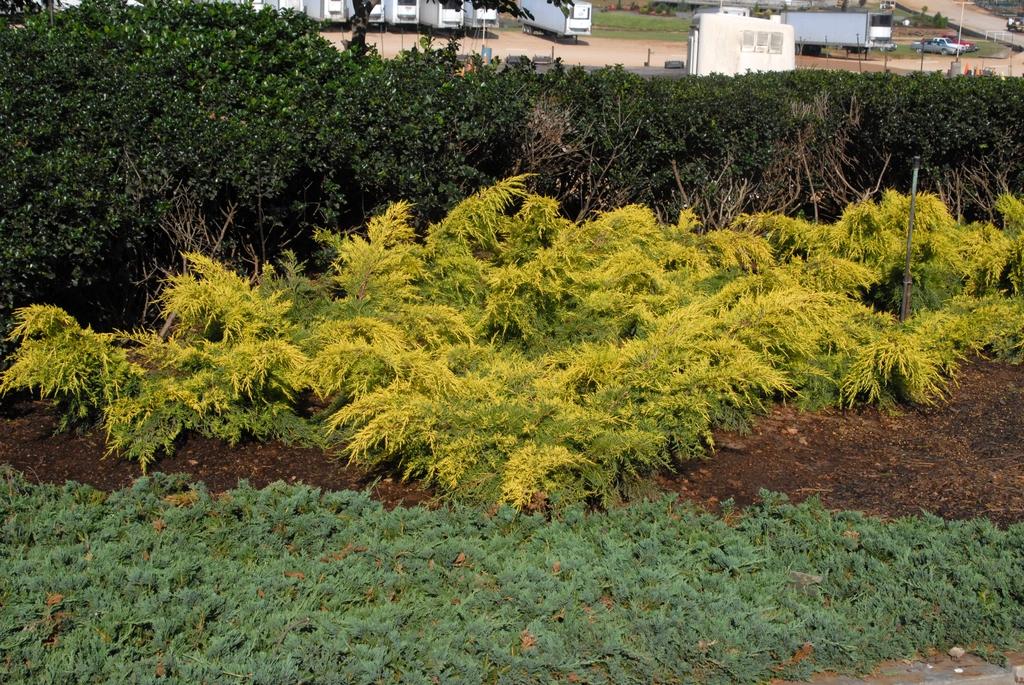 Juniperus Chinensis Sea Of Gold - View 5 from www redcrocus com