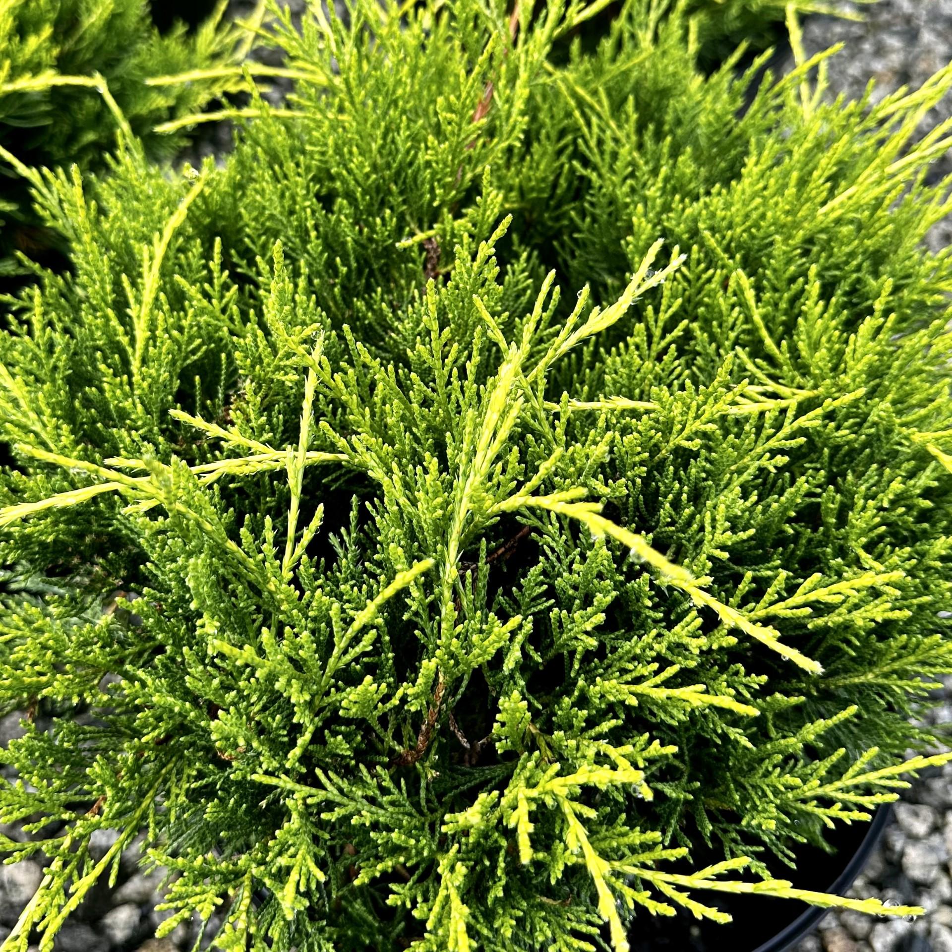 Juniperus Chinensis Sea Of Gold - View 6 from www redcrocus com