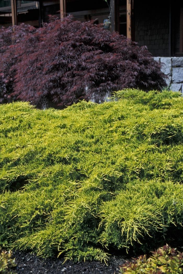 Juniperus Chinensis Sea Of Gold - View 8 from www redcrocus com