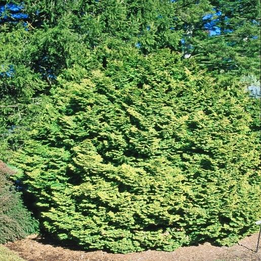 Chamaecyparis Obtusa Kosteri - View 13 from www redcrocus com