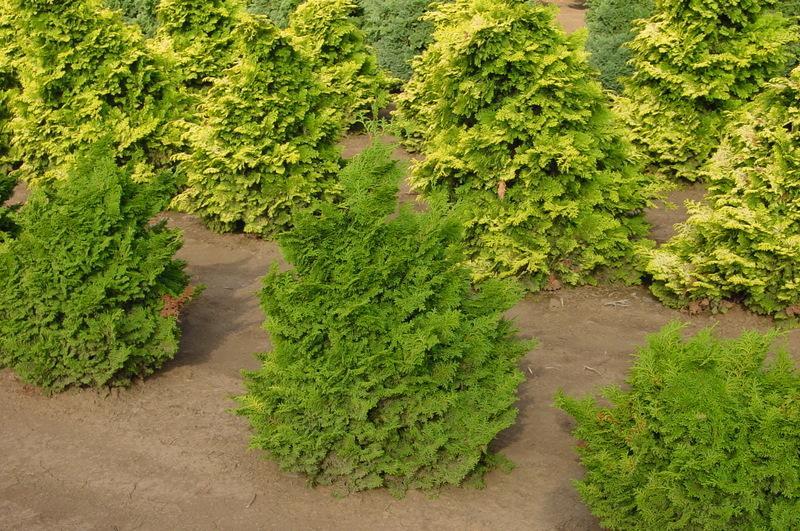 Chamaecyparis Obtusa Kosteri - View 5 from www redcrocus com