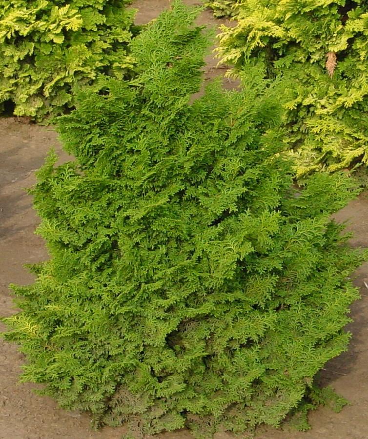 Chamaecyparis Obtusa Kosteri - View 6 from www redcrocus com