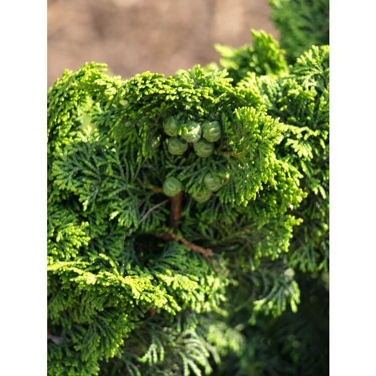 Chamaecyparis Obtusa Kosteri - View 7 from www redcrocus com
