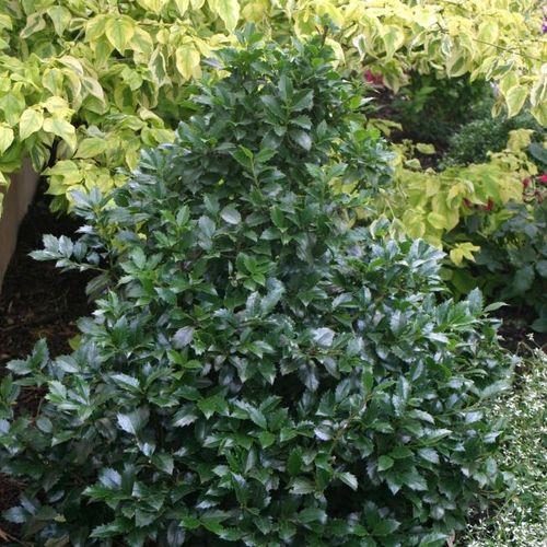 Ilex Meserveae Castle Spire - View 10 from www redcrocus com