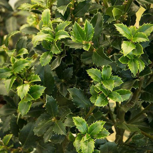Ilex Meserveae Castle Spire - View 11 from www redcrocus com
