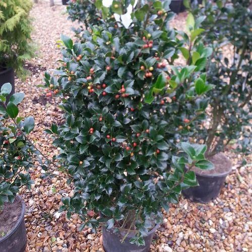 Ilex Meserveae Castle Spire - View 15 from www redcrocus com