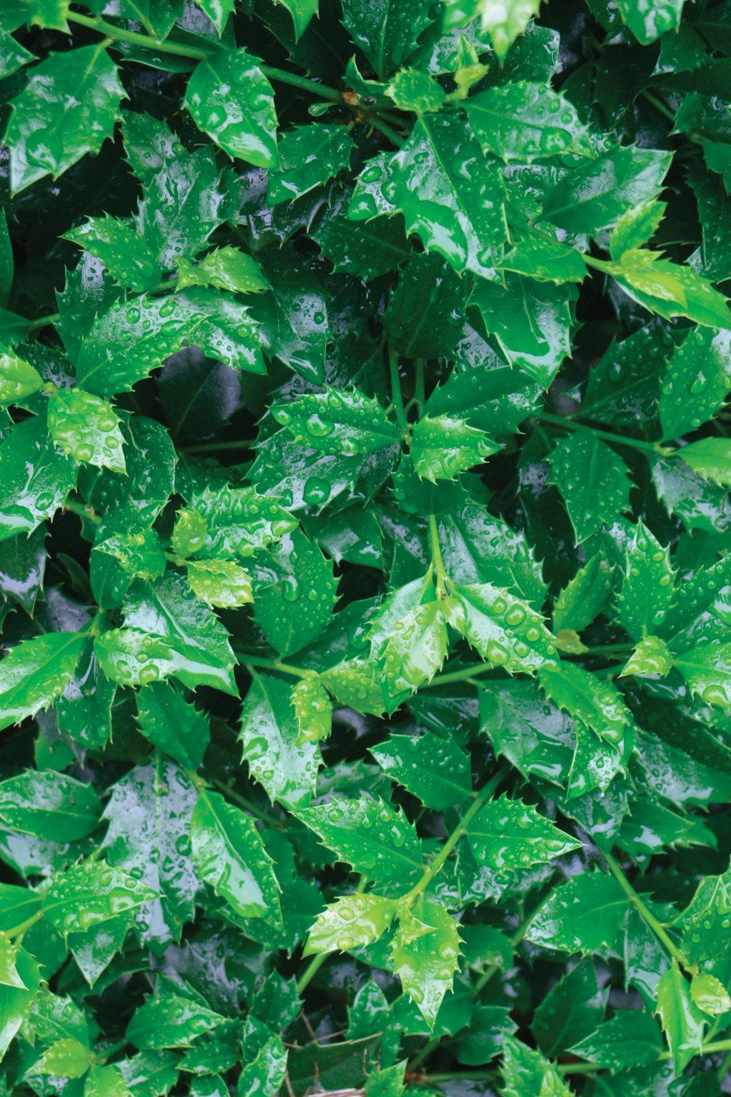 Ilex Meserveae Castle Spire - View 16 from www redcrocus com