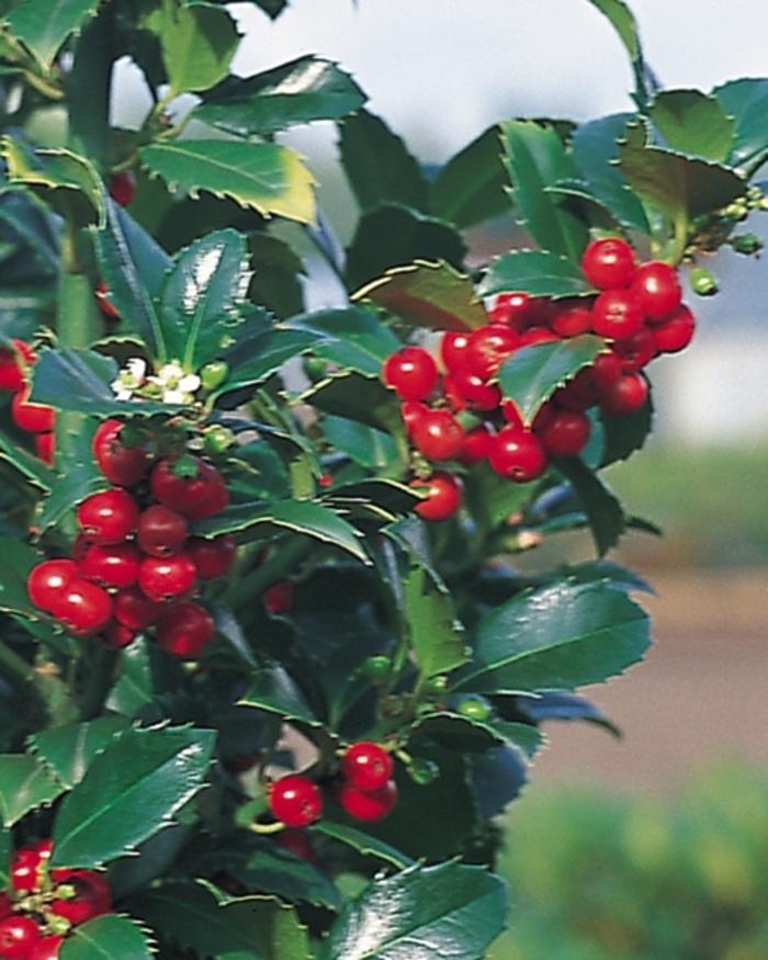 Ilex Meserveae Castle Spire - View 4 from www redcrocus com