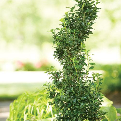 Ilex Meserveae Castle Spire - View 9 from www redcrocus com