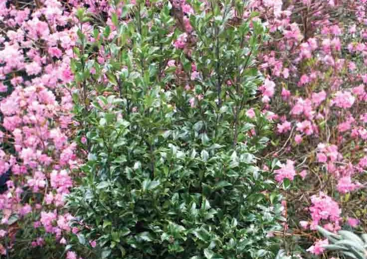 Ilex Meserveae Castle Wall - View 13 from www redcrocus com