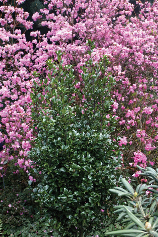 Ilex Meserveae Castle Wall - View 1 from www redcrocus com