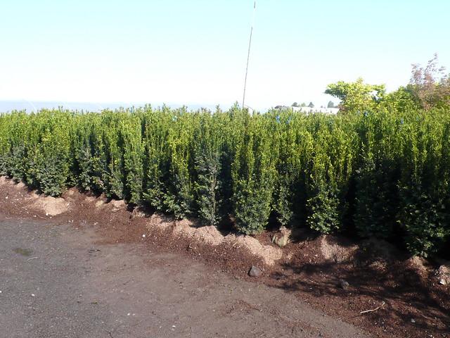 Taxus Media H m  Eddie - View 19 from www redcrocus com