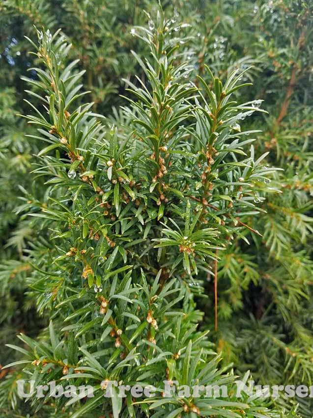 Taxus Media H m  Eddie - View 1 from www redcrocus com