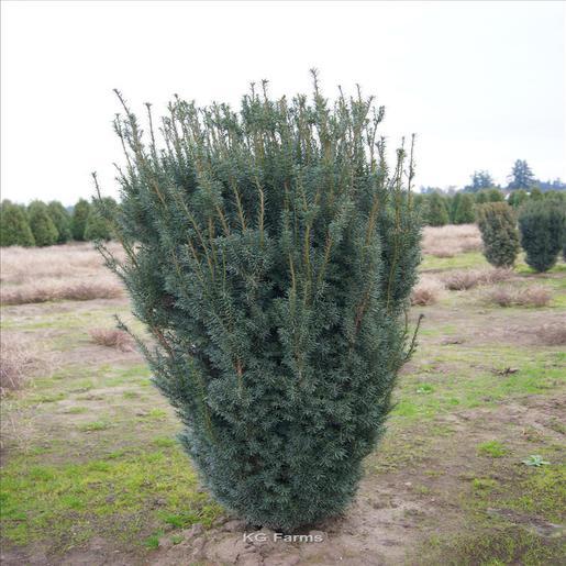 Taxus Media H m  Eddie - View 3 from www redcrocus com