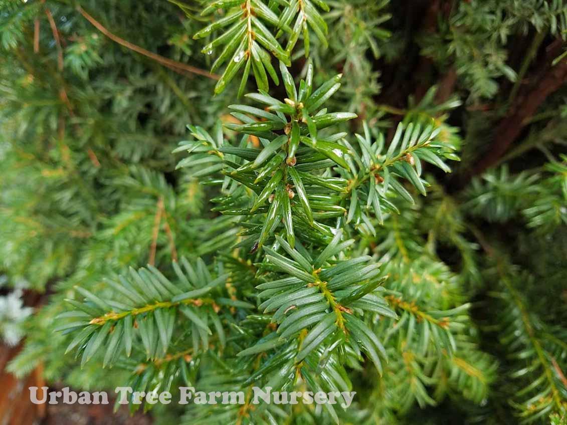Taxus Media H m  Eddie - View 4 from www redcrocus com