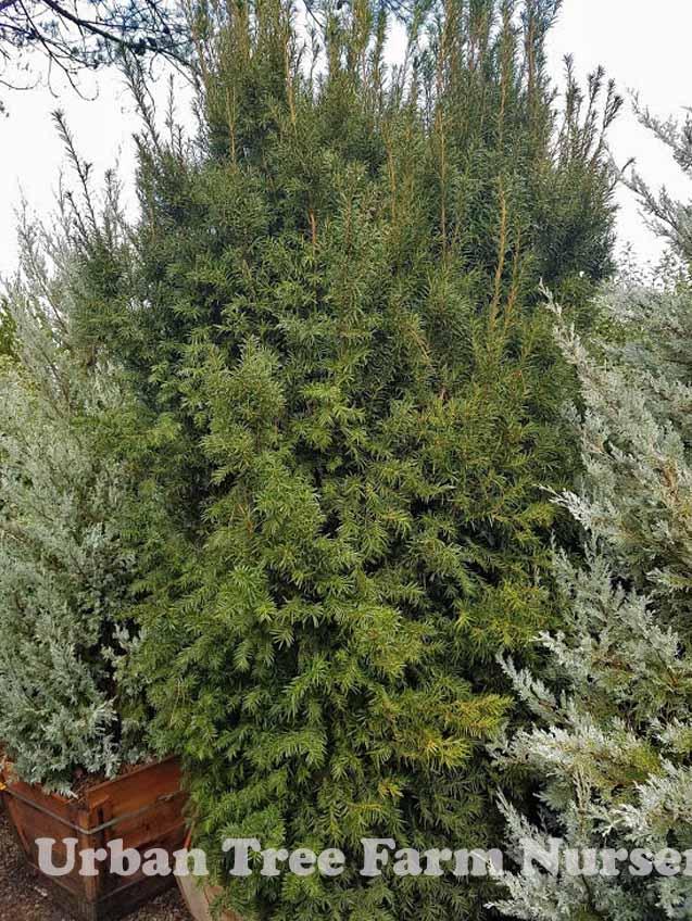 Taxus Media H m  Eddie - View 8 from www redcrocus com
