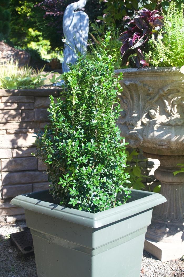 Buxus Sempervirens Dee Runk - View 10 from www redcrocus com