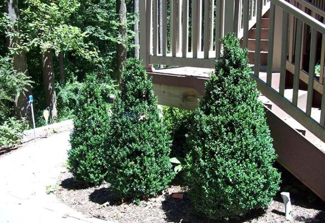 Buxus Sempervirens Dee Runk - View 12 from www redcrocus com