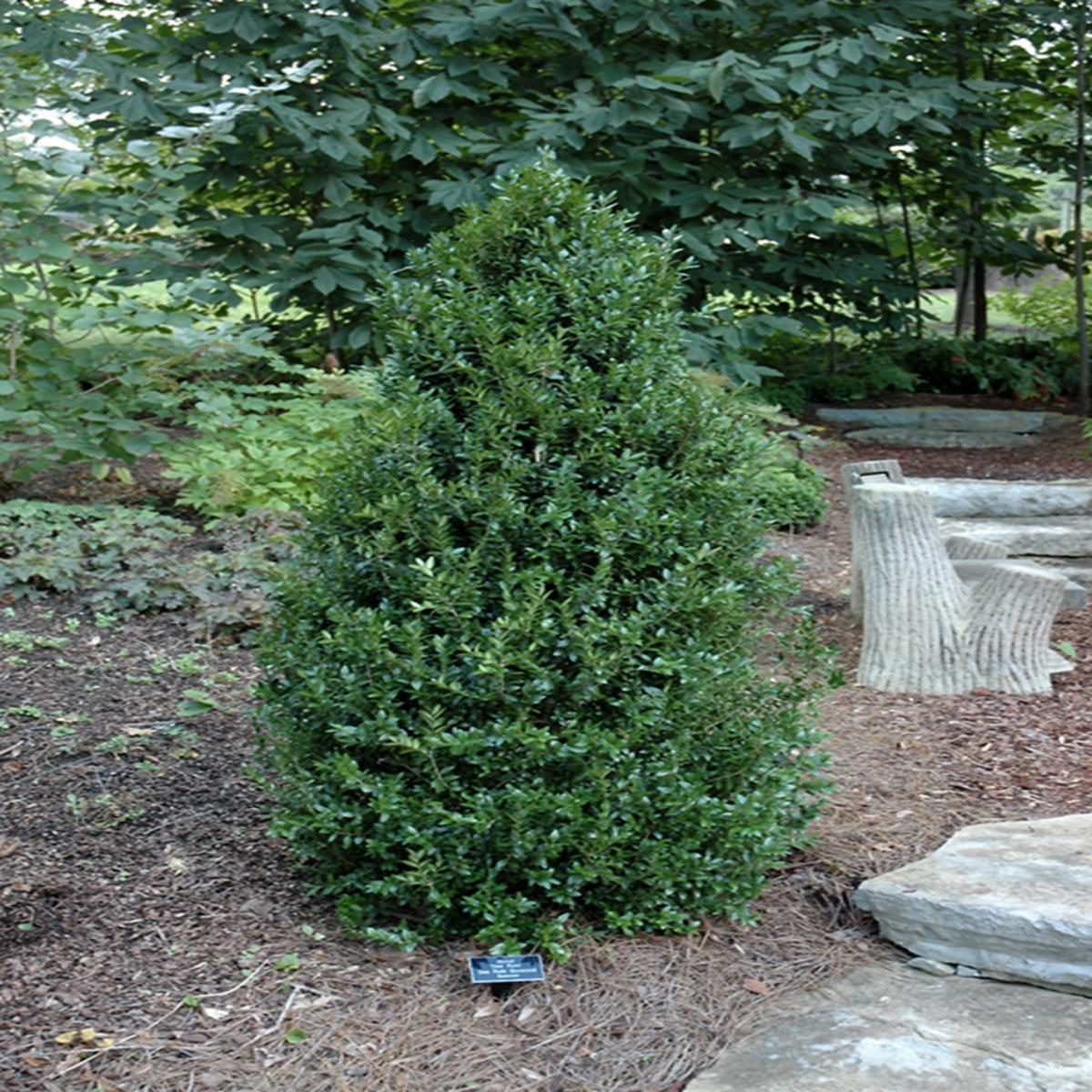 Buxus Sempervirens Dee Runk - View 15 from www redcrocus com
