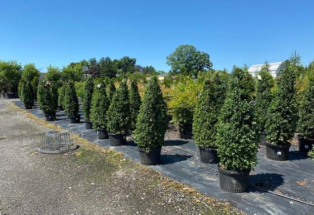 Buxus Sempervirens Dee Runk - View 16 from www redcrocus com