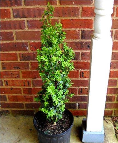 Buxus Sempervirens Dee Runk - View 17 from www redcrocus com