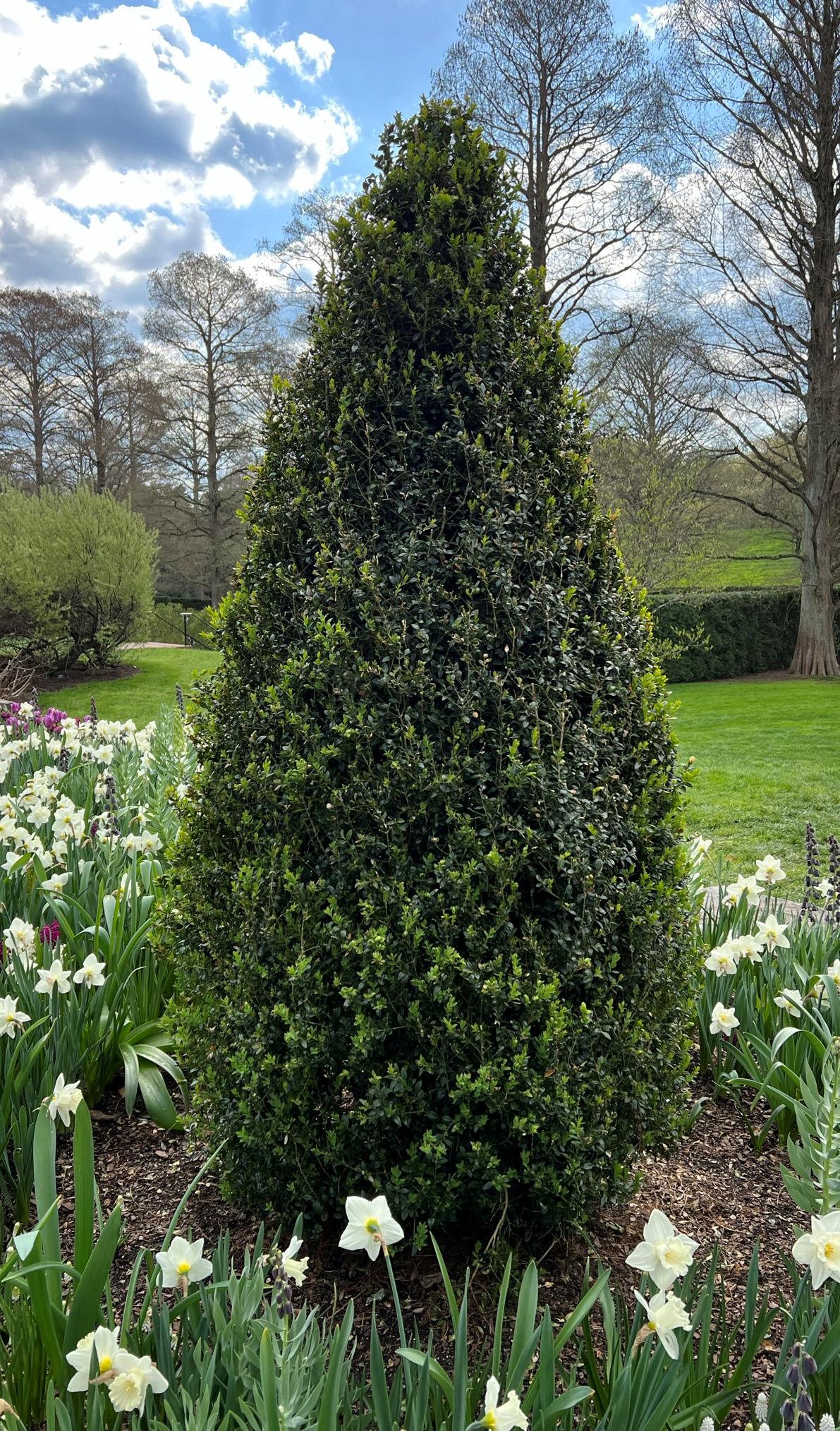 Buxus Sempervirens Dee Runk - View 3 from www redcrocus com