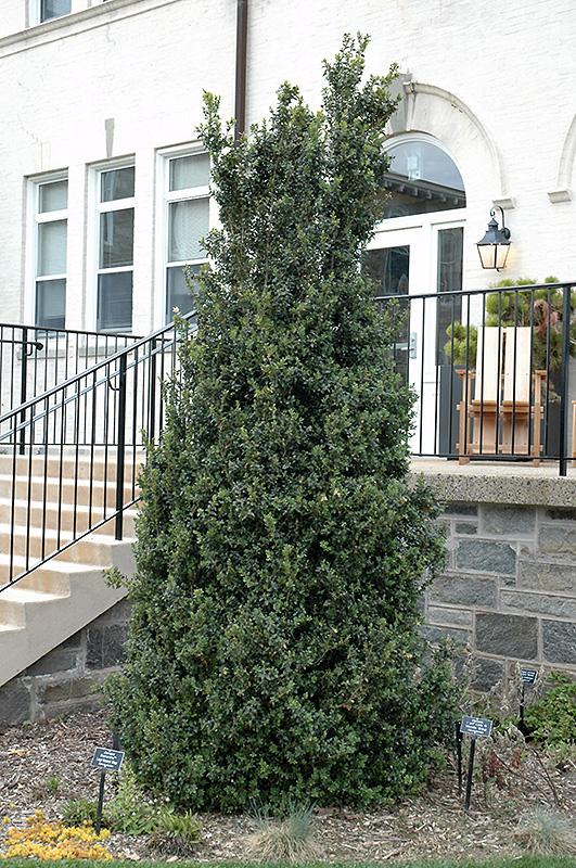 Buxus Sempervirens Dee Runk - View 5 from www redcrocus com