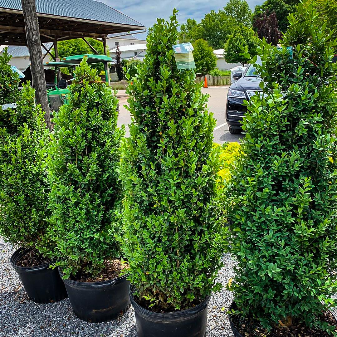 Buxus Sempervirens Dee Runk - View 8 from www redcrocus com