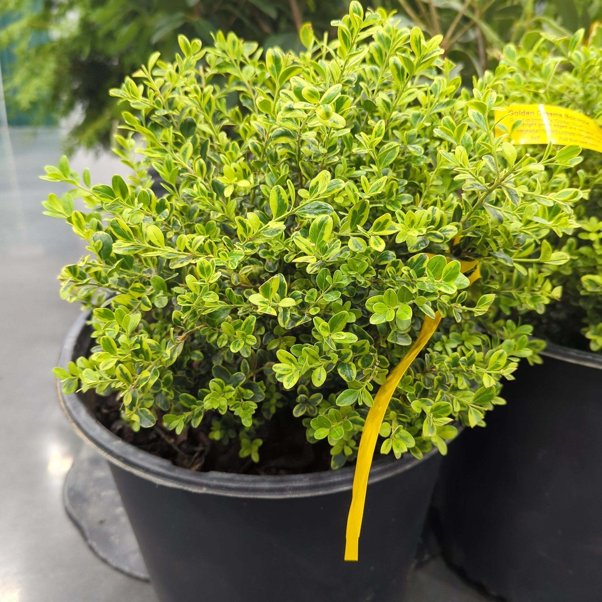 Buxus Microphylla 'golden Dream' - View 14 from www redcrocus com