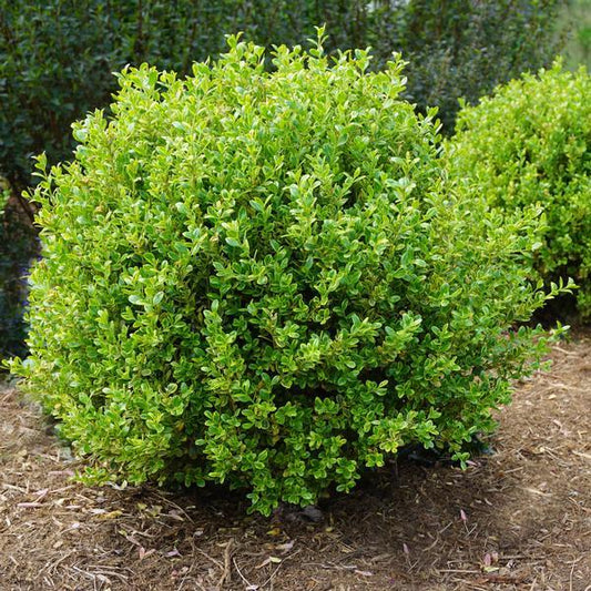 Buxus Microphylla 'golden Dream' - View 1 from www redcrocus com