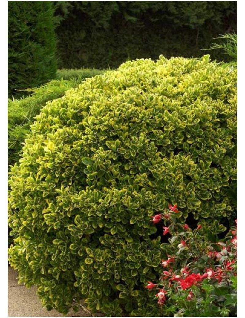 Euonymus Japonicus Aureomarginatus - View 17 from www redcrocus com