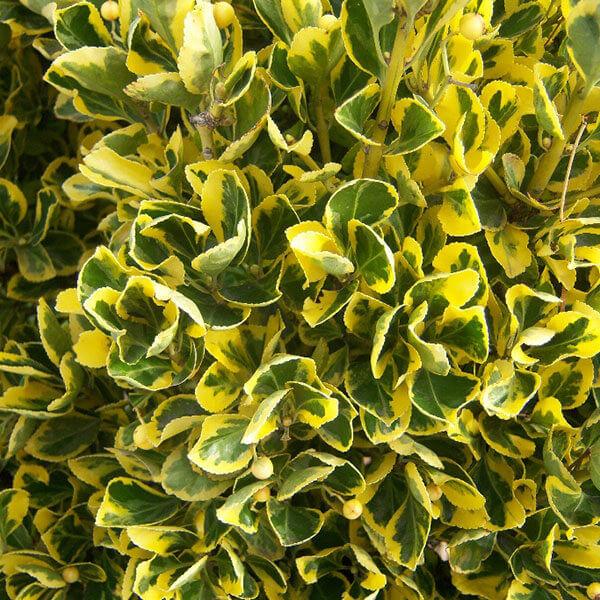 Euonymus Japonicus Aureomarginatus - View 19 from www redcrocus com