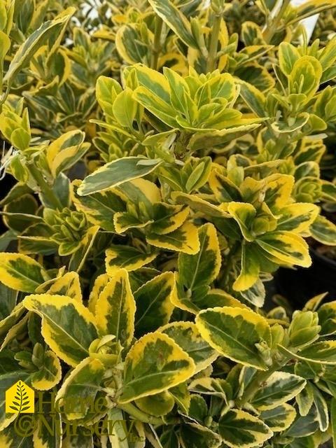 Euonymus Japonicus Aureomarginatus - View 9 from www redcrocus com