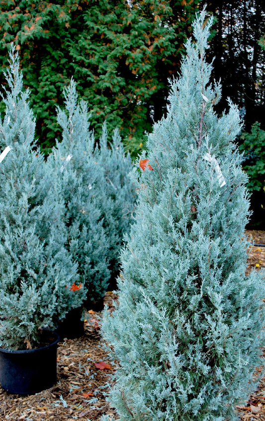 Juniperus Scopulorum Wichita Blue - View 1 from www redcrocus com