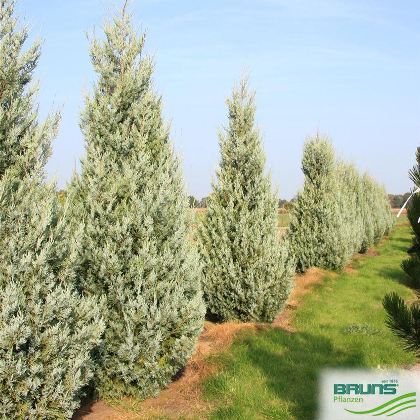 Juniperus Scopulorum Wichita Blue - View 20 from www redcrocus com