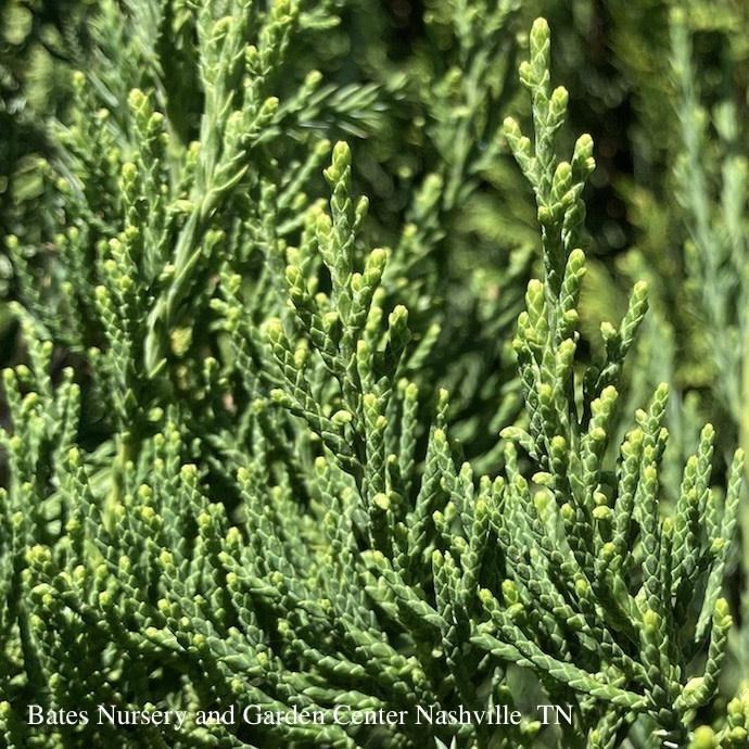 Juniperus Chinensis Hetzii Columnaris - View 16 from www redcrocus com