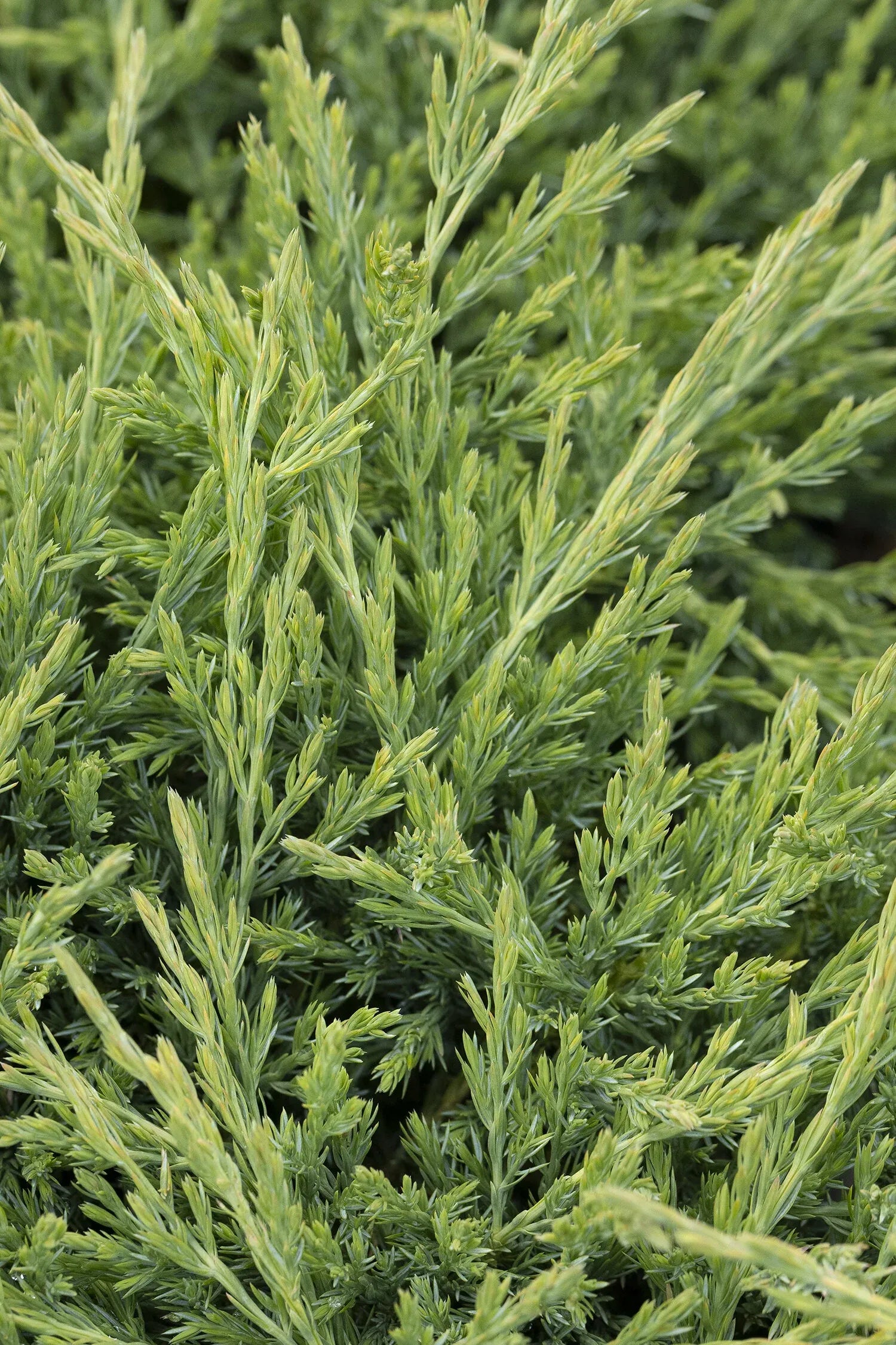 Juniperus Horizontalis 'youngstown' - View 10 from www redcrocus com