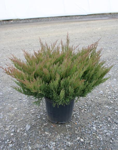 Juniperus Horizontalis 'youngstown' - View 11 from www redcrocus com
