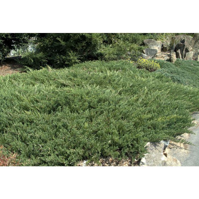 Juniperus Horizontalis 'youngstown' - View 12 from www redcrocus com