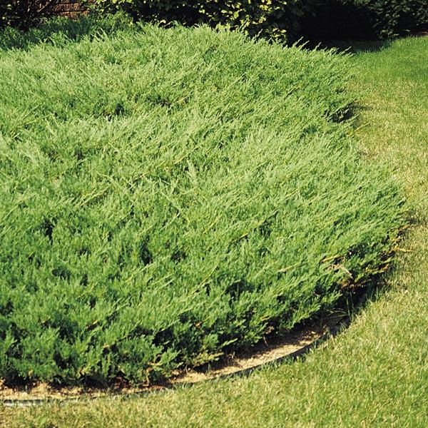 Juniperus Horizontalis 'youngstown' - View 14 from www redcrocus com