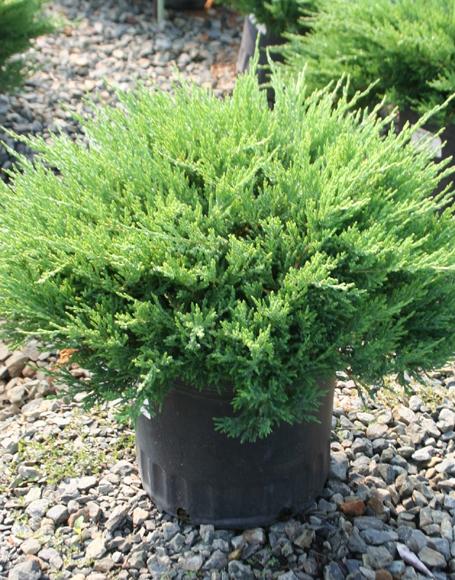 Juniperus Horizontalis 'youngstown' - View 18 from www redcrocus com