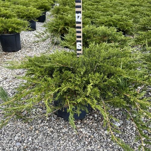 Juniperus Horizontalis 'youngstown' - View 19 from www redcrocus com