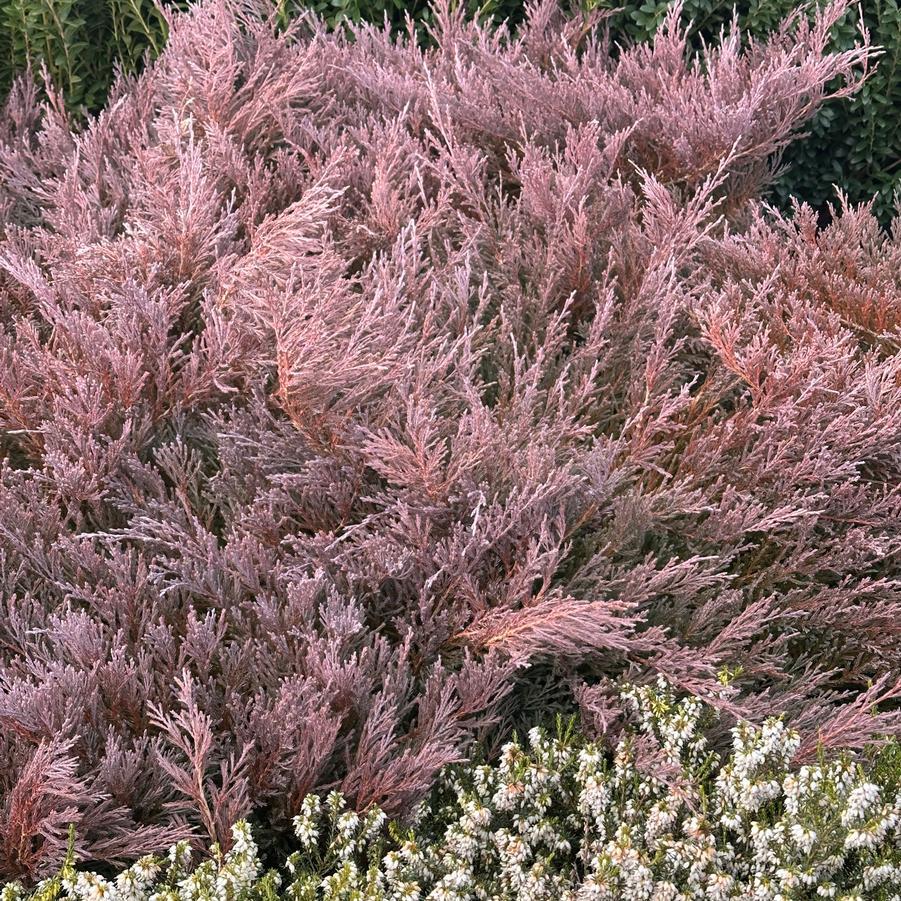 Juniperus Horizontalis 'youngstown' - View 1 from www redcrocus com