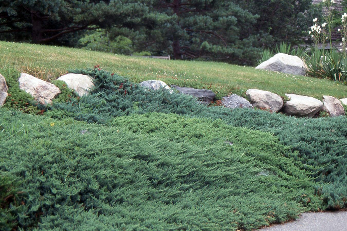 Juniperus Horizontalis 'youngstown' - View 20 from www redcrocus com