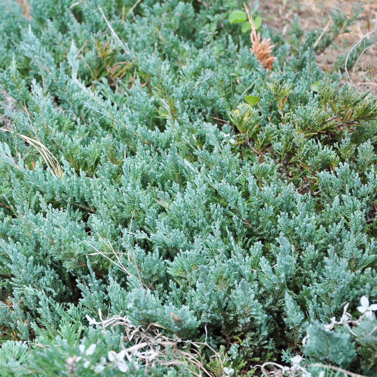Juniperus Horizontalis 'youngstown' - View 21 from www redcrocus com