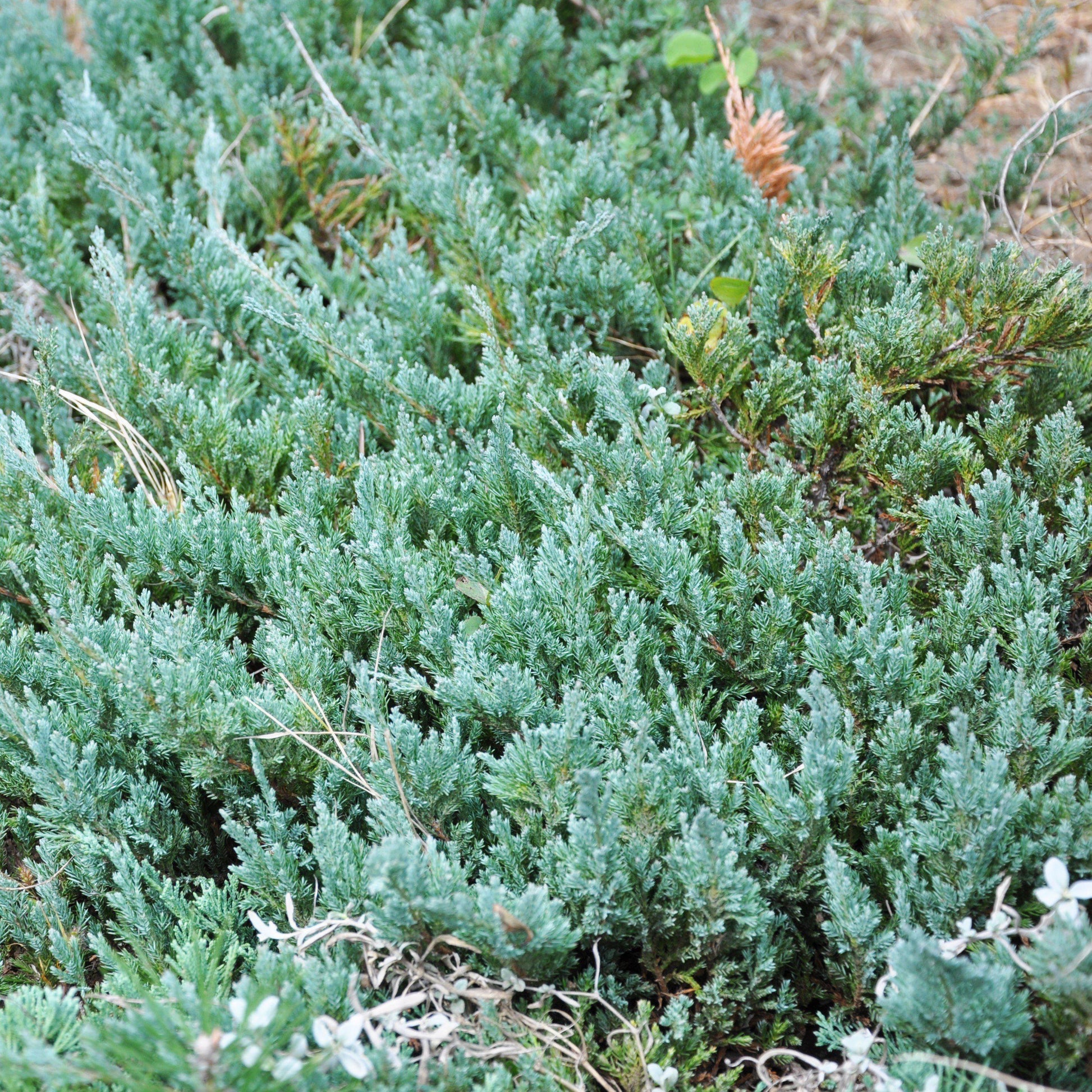 Juniperus Horizontalis 'youngstown' - View 21 from www redcrocus com