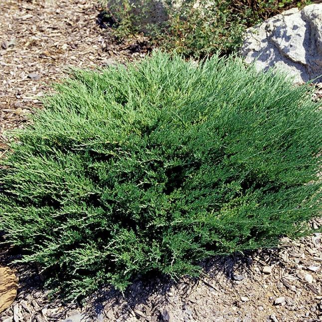 Juniperus Horizontalis 'youngstown' - View 22 from www redcrocus com